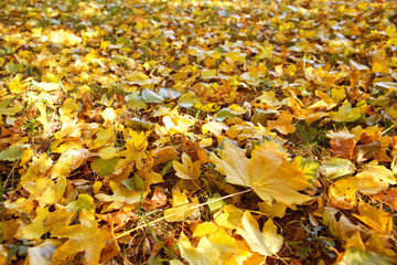 Yellow autumn maple leaf isolated on a color background.