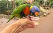 A Rainbow Lorikeet (Trichoglossus Moluccanus) sitting on human hand eating nectar from a cup