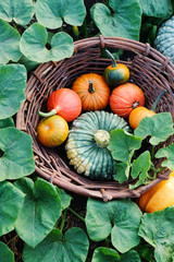 Wall Mural - different pumpkins in a large wicker basket in the garden