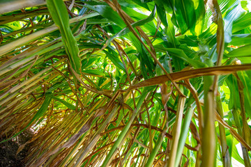 Wall Mural - Corn (Zea mays) on a field