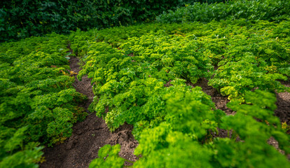 Wall Mural - Parsley plant close up growing in the garden