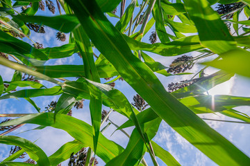 Wall Mural - Sorghum bicolor crop in field, close up