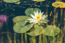 Waterlily In Pond