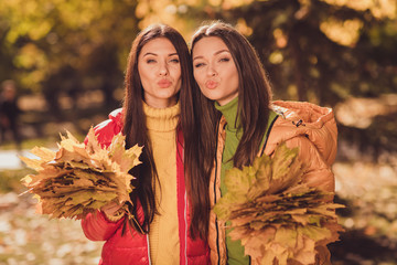 Wall Mural - Photo of two dreamy gorgeous two people girlfriends collect hold maple leaves for october date send air kiss boyfriends wear season outerwear in autumn park outside