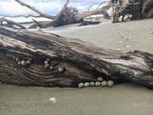 Gnarled Driftwood With Periwinkle Snails (Littoraria Nebulosa) On Sandy Beach Of Jekyll Island, Georgia