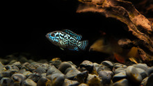 Electric Blue Jack Dempsey Cichlid Fish In Aquarium