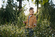 cute caucasian boy standing on the glade of wild daisies picking flowers

