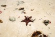 Close-up of a starfish lying on wet sand