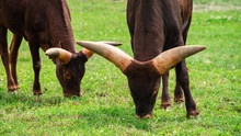 African Cow Watusi