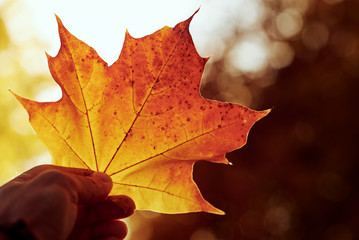 Woman holds colorful maple leaves in hand with autumn park background