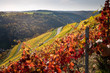 Vines with red leaves stand on a steep vineyard slope in Germany in the bright sun and street in background.