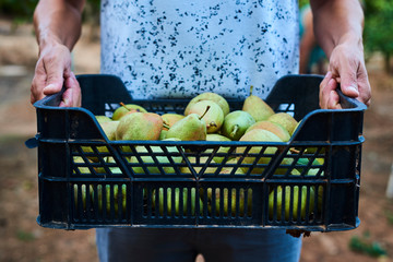 Sticker - man carrying a crate of freshly collected pears