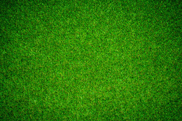 Wall Mural - green grass background