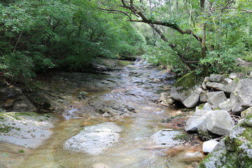 Wall Mural - river in the forest