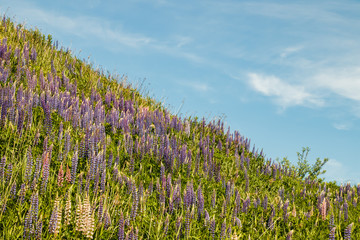 Ski slope with blue lupine flowers at summer