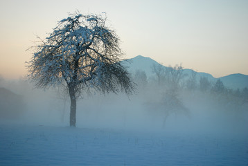 trees in fog