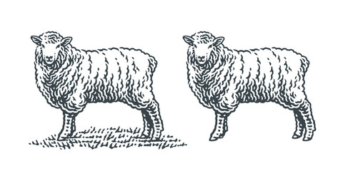 Sheep standing on a grass. Hand drawn engraving style illustrations. Etched vector illustration.