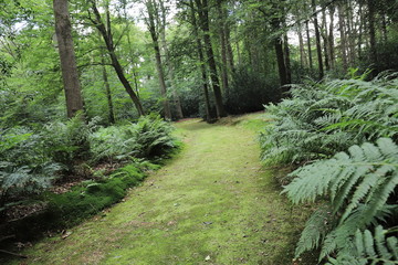 Beautiful green forest path with forest ferns on the sides in a green summer forest.