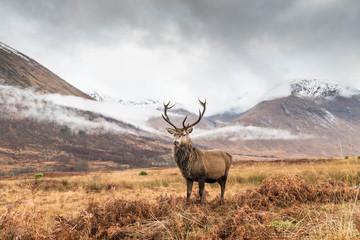 Wall Mural - monarch of the glen