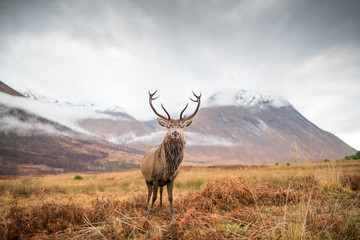 Wall Mural - monarch of the glen