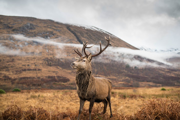 Wall Mural - monarch of the glen