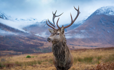 Wall Mural - monarch of the glen