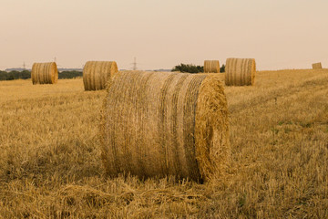 hay bales in the field