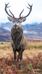 Wall Mural - monarch of the glen