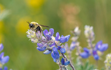 Bumble Bee On Purple Flowers