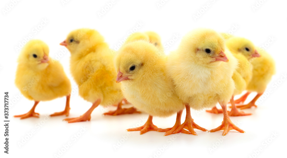 Group of little chickens. - obrazy, fototapety, plakaty 