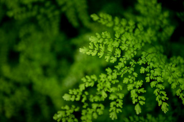 Wall Mural - Green nature background with fern at humid condition in tropical forest.