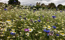 English Wildflowers In Meadow Leading To Old Castle.