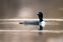 Canadian Loon In The Wild