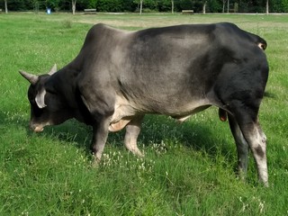 A picture of cow in garden