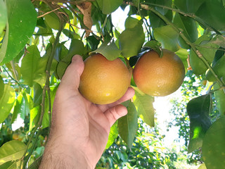 Wall Mural - Supervisor tests citrus fruits of the citrus trees 