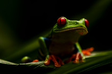 Red-Eyed Tree Frog (Agalychnis Callidryas) Night Closeup