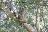 Fototapeta Las - juvenile barred owl bird