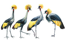 Crowned Cranes, Bird Flock Cranes On White Background, Watercolor Illustration