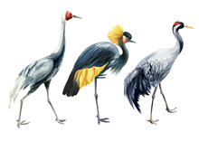 Set Of Birds Cranes On A White Background, Watercolor Illustration