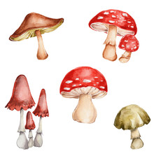 Mushrooms Set; Watercolor Hand Draw Illustration; With White Isolated Background