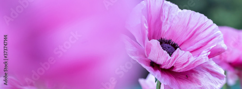 Panorama fresh beautiful pink poppies.