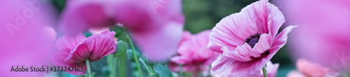 Panorama fresh beautiful pink poppies.