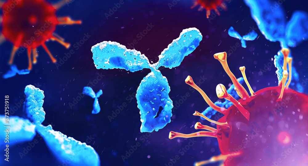 Molecular model of antibody taking part in immune defence. Molecule of ...