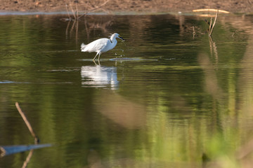 Wall Mural - Snowy Egret holding a minnow in its beak that it just caught