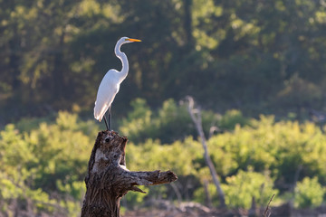 Wall Mural - Great White Egret lit by morning sunlight standing on dead tree