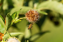 Honeybee Reaching Up To Grab Hold Of A Buttonbush Flower