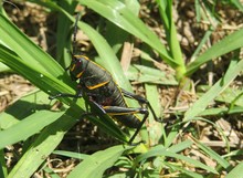 Black Tropical Grasshopper On Grass