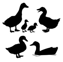 A Vector Set Of Ducks Silhouettes. Quality Detailed Outlines Of Standing And Swimming Ducks