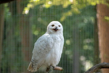 Sticker - Closeup shot of a Snowy owl in Osnabruck's zoo, Germany