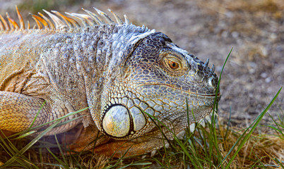 Sticker - Closeup shot of an iguana lizard